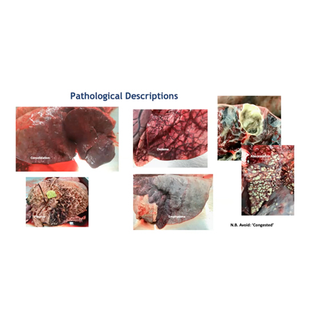 Bovine respiratory disease: Pathology and pathogenesis image