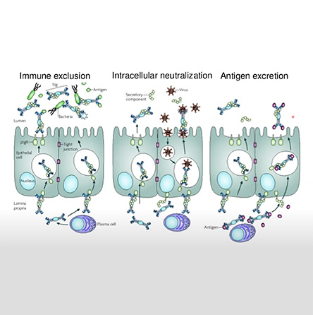 Immunology fundamentals related to BRD image