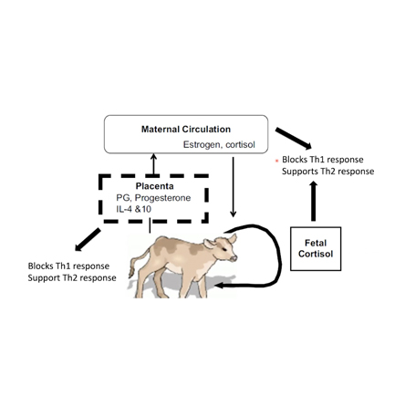 Vaccinology of BRD image